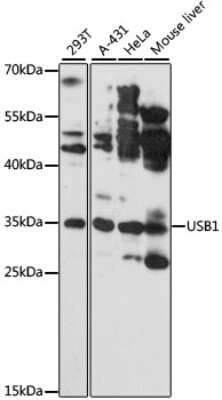 Western Blot: HVSL1 AntibodyAzide and BSA Free [NBP3-03408]