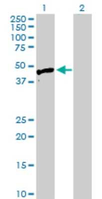 Western Blot: HYAL3 Antibody [H00008372-D01P]