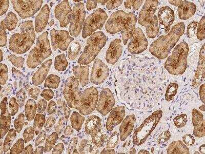 Immunohistochemistry-Paraffin: HYI Antibody [NBP3-06115]