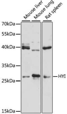 Western Blot: HYI AntibodyBSA Free [NBP3-05159]