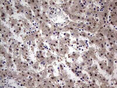 Immunohistochemistry: HYPB Antibody (OTI1E1) [NBP2-45791]