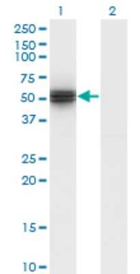 Western Blot: HYPE Antibody (3F5) [H00011153-M02]