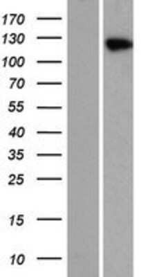 Western Blot: Hairless Overexpression Lysate [NBP2-06803]