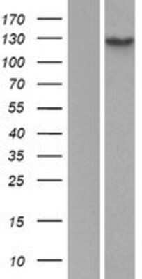 Western Blot: Hairless Overexpression Lysate [NBP2-11591]