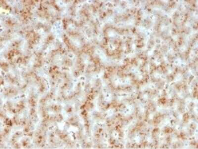 Immunohistochemistry-Paraffin: Haptoglobin Antibody (HP/3835) [NBP3-13939]