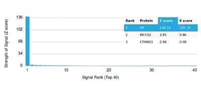 Protein Array: Haptoglobin Antibody (HP/3837) - Azide and BSA Free [NBP3-14068]