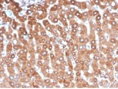 Immunohistochemistry-Paraffin: Haptoglobin Antibody (HP/3837) [NBP3-13887]