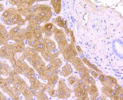 Immunohistochemistry-Paraffin: Haptoglobin Antibody (JM10-79) [NBP2-66881]
