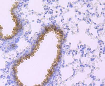 Immunohistochemistry-Paraffin: Haptoglobin Antibody (JM10-79) [NBP2-66881]