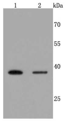 Western Blot: Haptoglobin Antibody (JM10-79) [NBP2-66881]