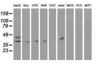 Western Blot: Haptoglobin Antibody (OTI4H5)Azide and BSA Free [NBP2-70925]