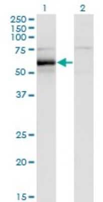 Western Blot: Hck Antibody (1D9-1A9) [H00003055-M01]