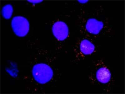 Proximity Ligation Assay: Hck Antibody (2A6) [H00003055-M02]