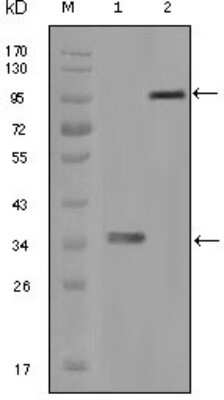 Western Blot: Hck Antibody (3D12E10)BSA Free [NBP1-47514]