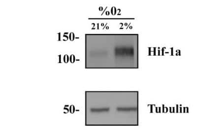 Western Blot: HeLa Hypoxic / Normoxic Cell Lysate [NBP2-36452]