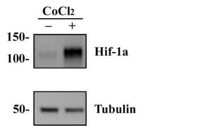 Western Blot: HeLa CoCl2 treated/Untreated Cell Lysate [NBP2-36450]