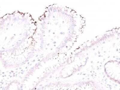 Immunohistochemistry-Paraffin: Helicobacter Pylori Antibody - Azide and BSA Free [NBP2-33100]