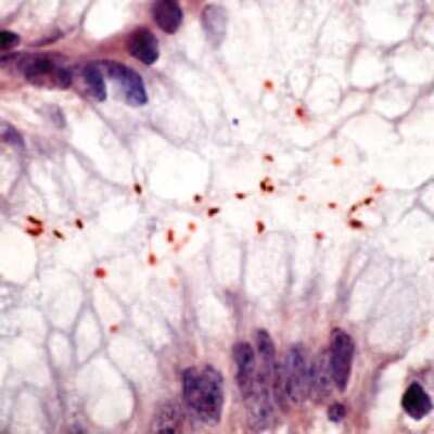 Immunohistochemistry-Paraffin: Helicobacter Pylori Antibody [NB120-7788]