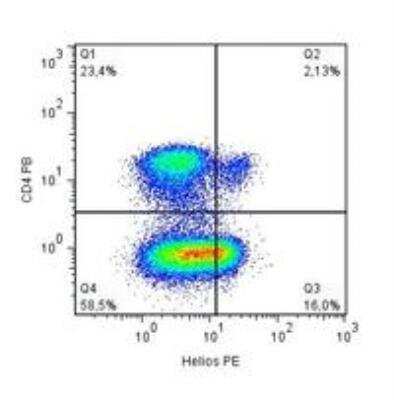 Flow Cytometry: Helios Antibody (22F6) - BSA Free [NBP2-37723]