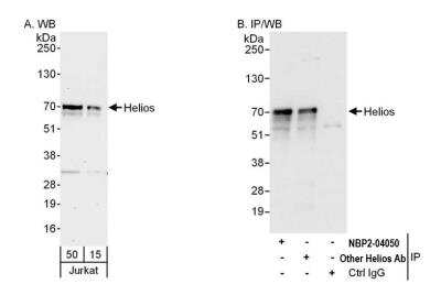 Western Blot: Helios Antibody [NBP2-04050]