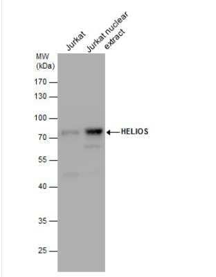 Western Blot: Helios Antibody [NBP2-16802]