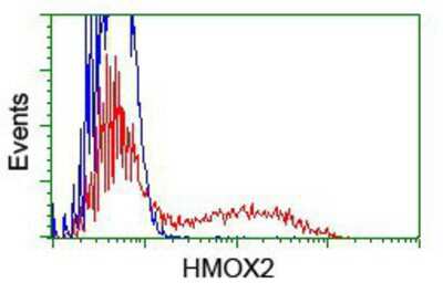 Flow Cytometry: HO-2/HMOX2 Antibody (OTI1C2) [NBP2-01407]
