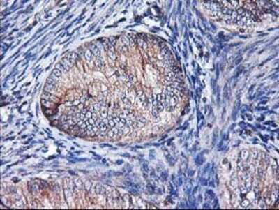 Immunohistochemistry-Paraffin: HO-2/HMOX2 Antibody (OTI1C2) [NBP2-01407]