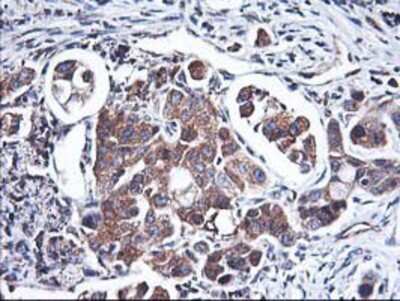 Immunohistochemistry-Paraffin: HO-2/HMOX2 Antibody (OTI1C2) [NBP2-01407]