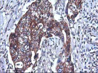 Immunohistochemistry-Paraffin: HO-2/HMOX2 Antibody (OTI1C2) [NBP2-01407]