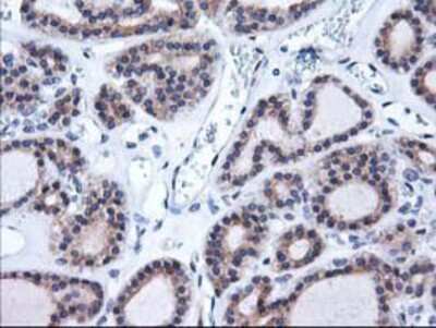 Immunohistochemistry-Paraffin: HO-2/HMOX2 Antibody (OTI1C2) [NBP2-01407]