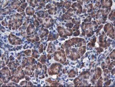 Immunohistochemistry-Paraffin: HO-2/HMOX2 Antibody (OTI1C2) [NBP2-01407]
