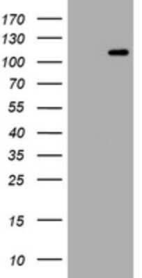 Western Blot: Hemogen Antibody (OTI2D7) [NBP2-45968]