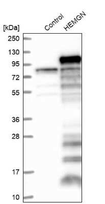 Western Blot: Hemogen Antibody [NBP1-84907]