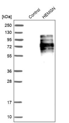 Western Blot: Hemogen Antibody [NBP1-84908]