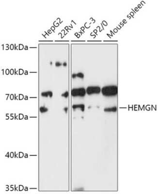 Western Blot: Hemogen AntibodyAzide and BSA Free [NBP3-03089]