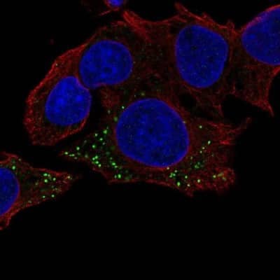 Immunocytochemistry/ Immunofluorescence: Hemoglobin beta Antibody [NBP2-14081]