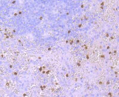 Immunohistochemistry-Paraffin: HBG1/2 Antibody (JM84-10) [NBP2-66885]