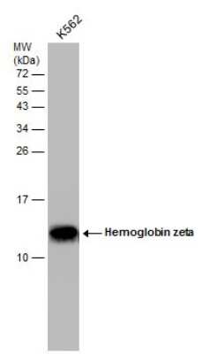 Western Blot: Hemoglobin zeta Antibody (GT1544) [NBP3-13543]