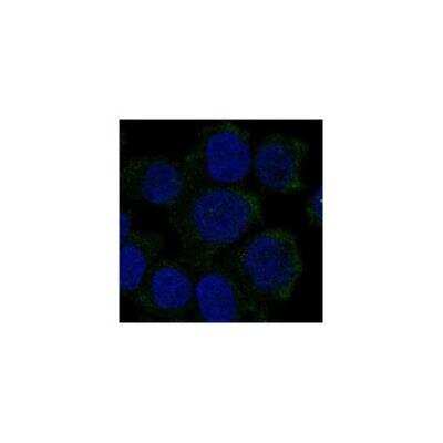 Immunocytochemistry/ Immunofluorescence: Hemoglobin zeta Antibody [NBP3-17720]