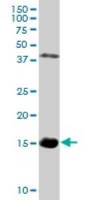 Western Blot: Hemoglobin zeta Antibody [H00003050-D01P]