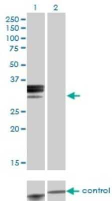 Western Blot: Hemopexin Antibody (3A9-1A9) [H00003263-M01]