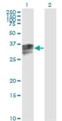 Western Blot: Hemopexin Antibody (3A9-1A9) [H00003263-M01]