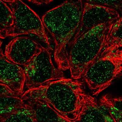 Immunocytochemistry/ Immunofluorescence: Heparan Sulfate 2-O-Sulfotransferase 1/HS2ST1 Antibody [NBP2-57855]