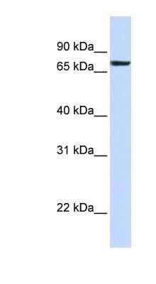 Western Blot: Heparan Sulfate 2-O-Sulfotransferase 1/HS2ST1 Antibody [NBP1-79293]