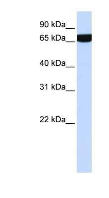 Western Blot: Heparan Sulfate 2-O-Sulfotransferase 1/HS2ST1 Antibody [NBP1-79294]