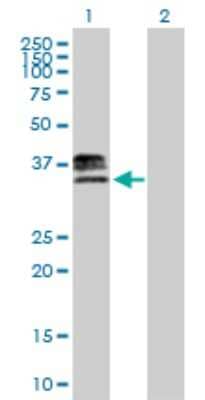 Western Blot: Heparan Sulfate 3-O-Sulfotransferase 1/HS3ST1 Antibody [H00009957-B01P]