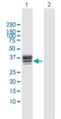 Western Blot: Heparan Sulfate 3-O-Sulfotransferase 1/HS3ST1 Antibody [H00009957-D01P]