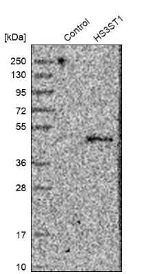 Heparan Sulfate 3-O-Sulfotransferase 1/HS3ST1 Antibody (NBP1-89375 ...