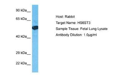 Western Blot: Heparan Sulfate 6-O-Sulfotransferase 3/HS6ST3 Antibody [NBP2-87562]