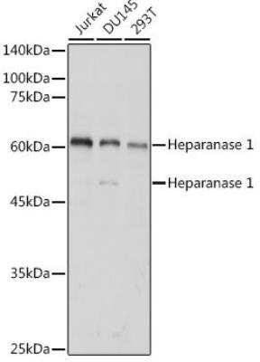 Western Blot: Heparanase/HPSE AntibodyAzide and BSA Free [NBP3-03694]